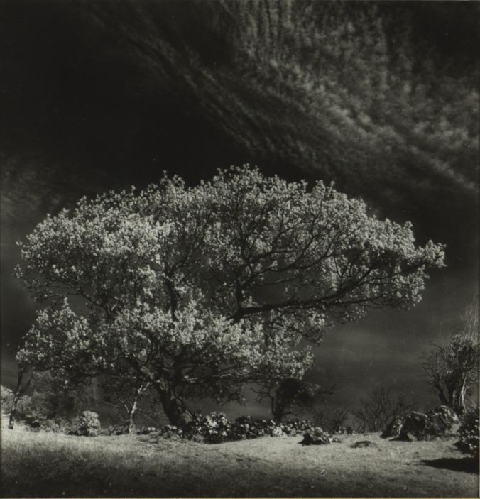 Fergus Bourke: Hawthorn Tree, Connemara